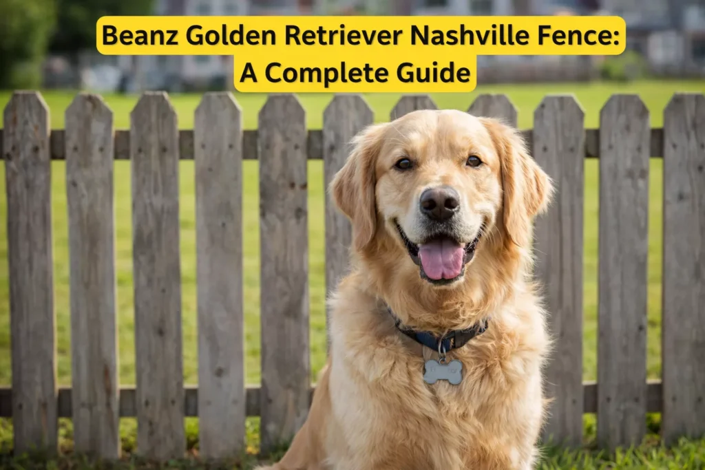 Beanz Golden Retriever Nashville Fence: A Complete Guide